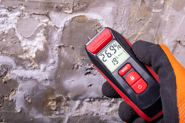 Best Mold Damage Repair  in Collings Lakes, NJ